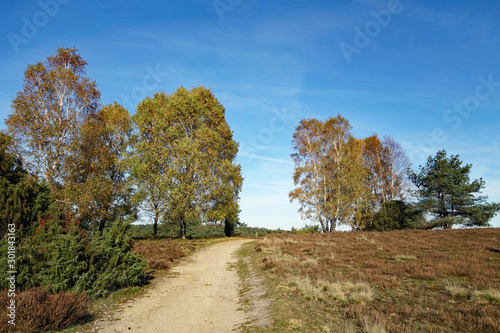 Wanderweg in der Lüneburger Heide im Herbst