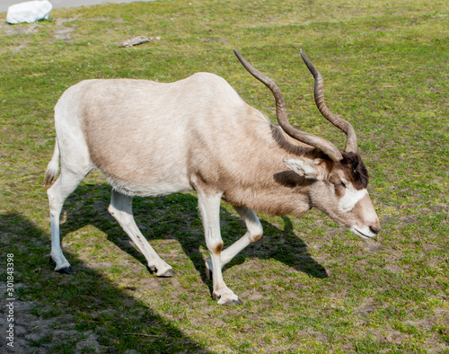 Impala gazelle with long twisted horns grazing in a meadow photo