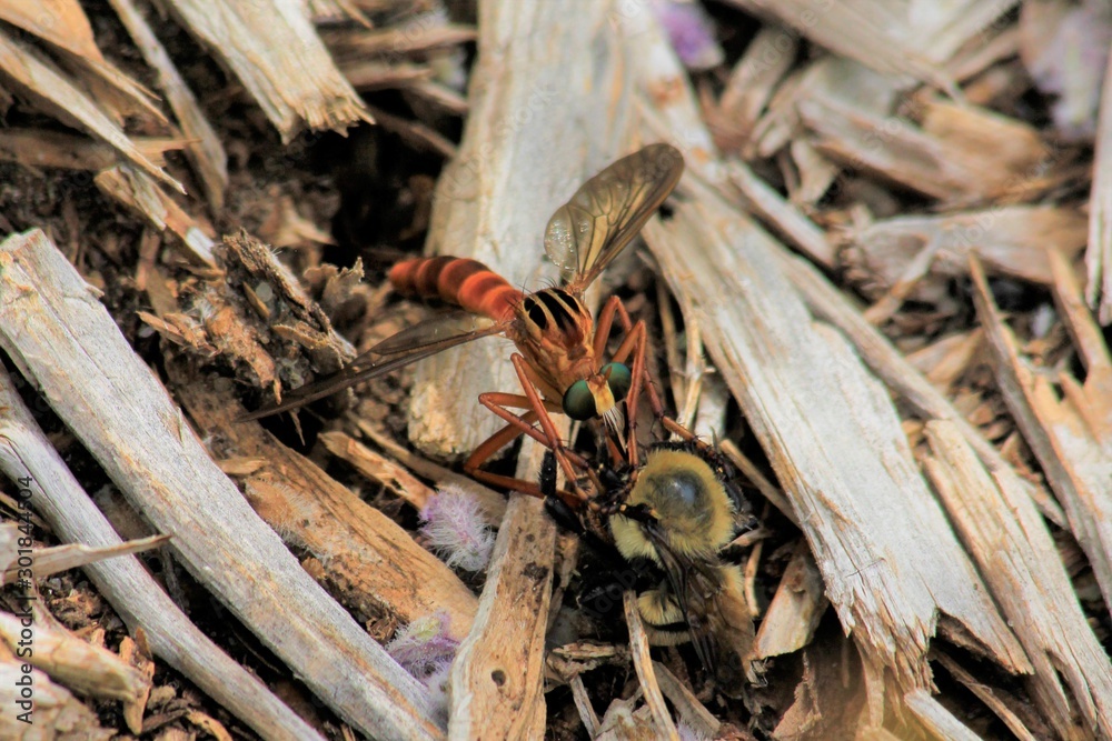 Rober fly Killing a Bumble Bee for food ei wood chips in Kansas. Rober fly Killing a Bumble Bee for food ei wood chips in Kansas.