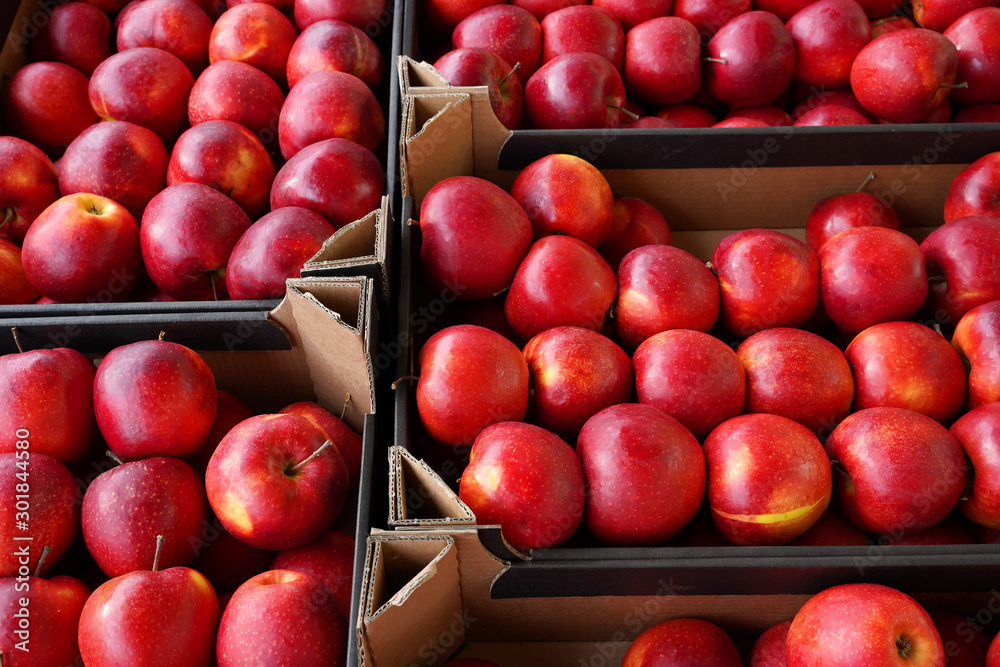 red apples at the wholesale farmer's market red apples at the wholesale farmer's market