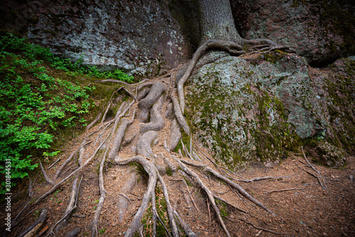 Tree roots with green grass photo