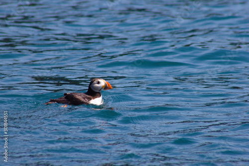 Puffin (Fratercula arctica) swimming on water surface in South Wales.
