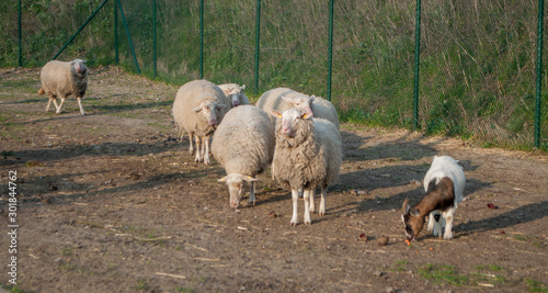 Beautiful sheep with lush wool standing nearby