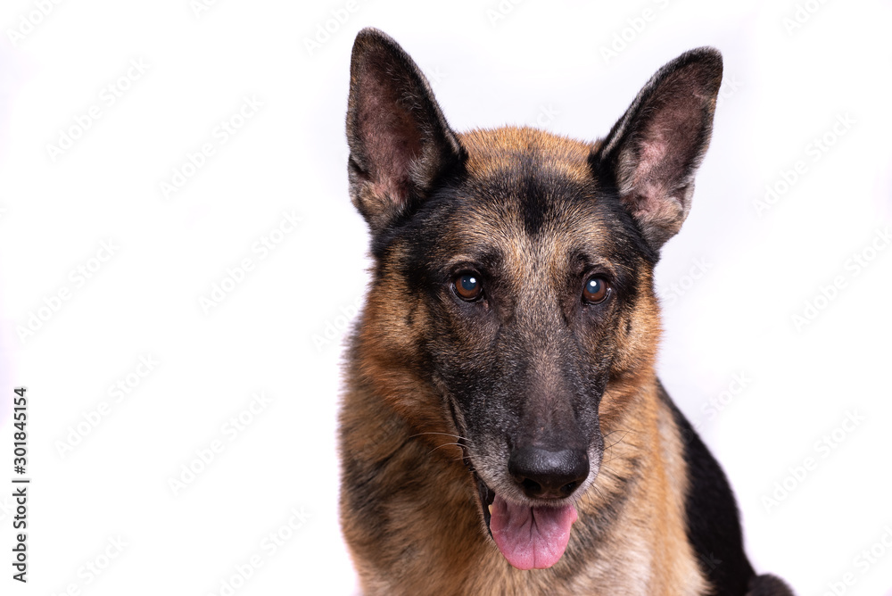 Studio shot of an adorable German shepherd sitting on white background.