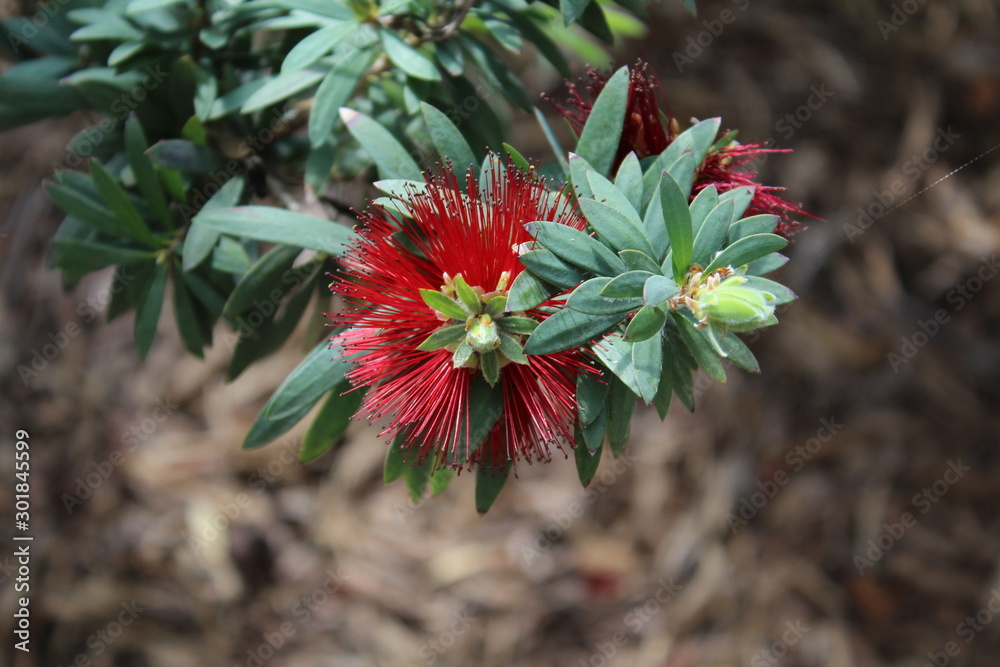 red flower in the garden
