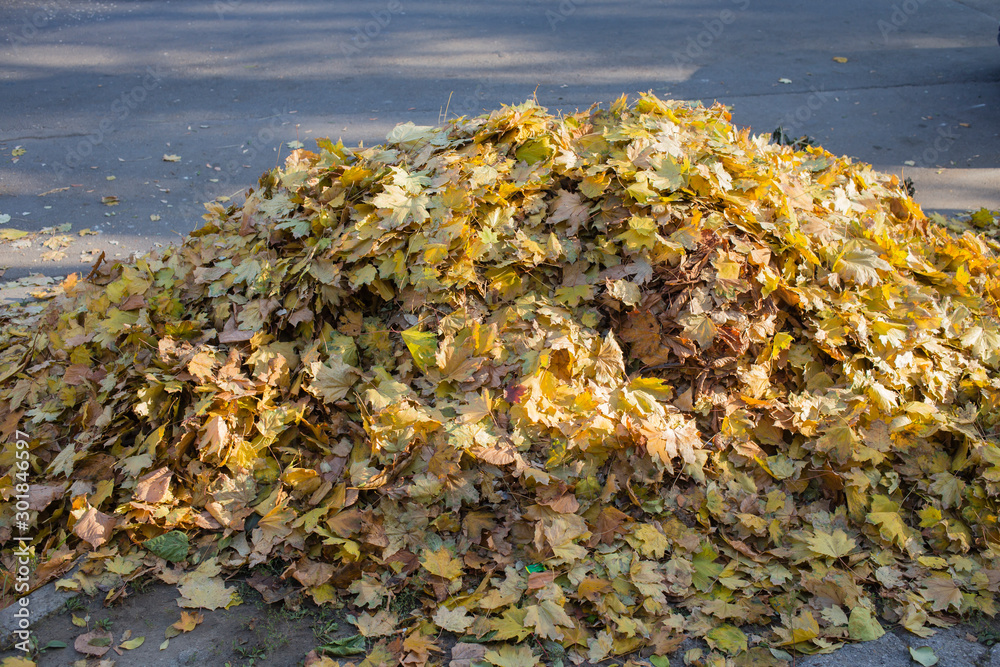 Autumn in the Autumn in the