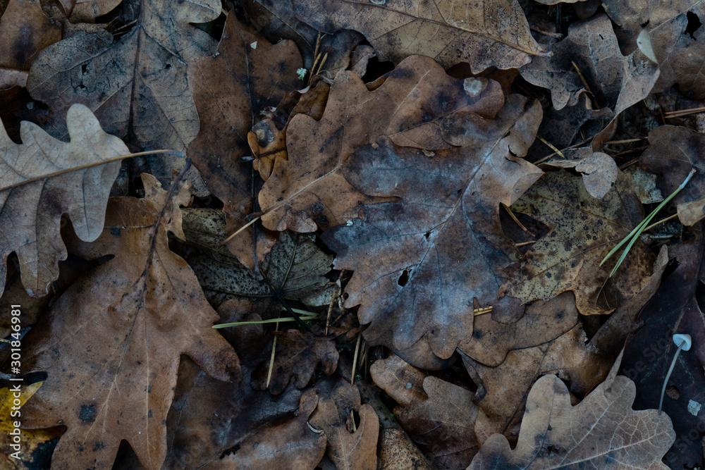 Fallen leaves, deep autumn