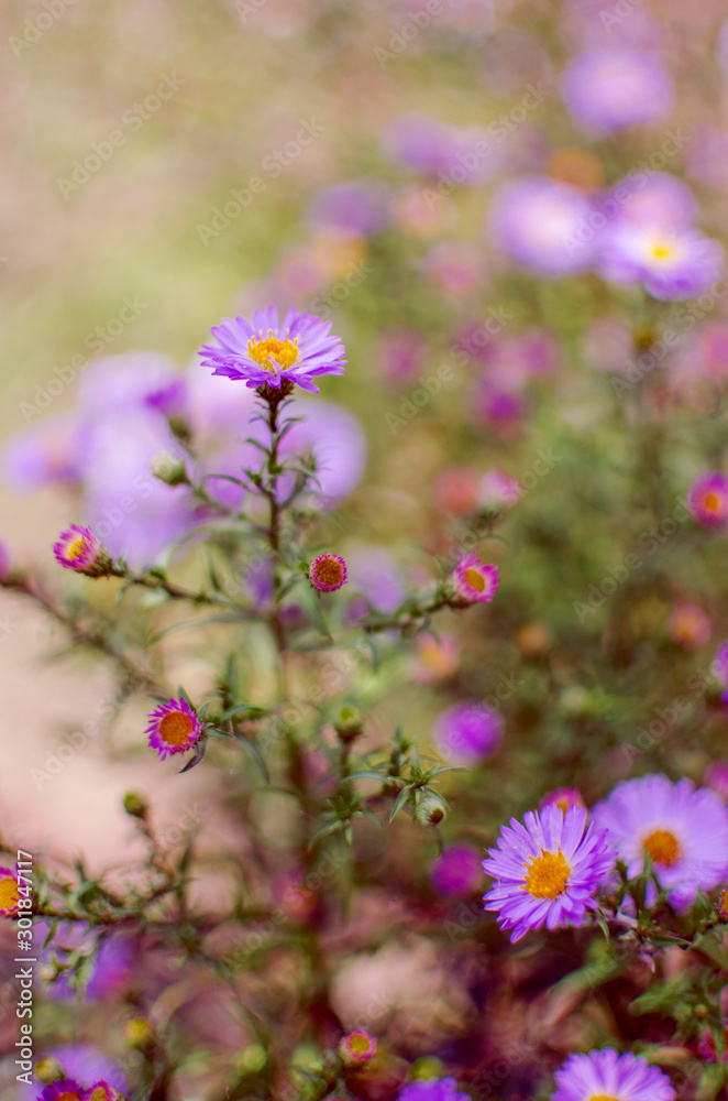 Beautiful fresh daisies bloom outdoors in the field Beautiful fresh daisies bloom outdoors in the field