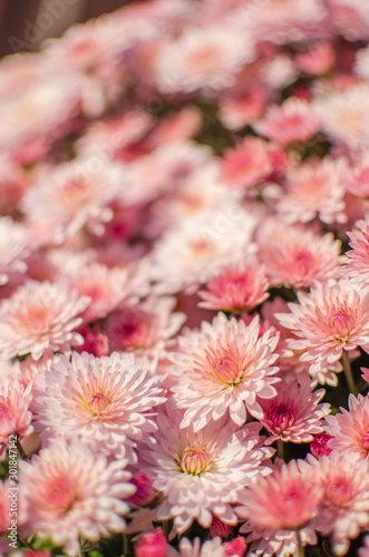Autumn chrysanthemum flowers grow © galyna0404