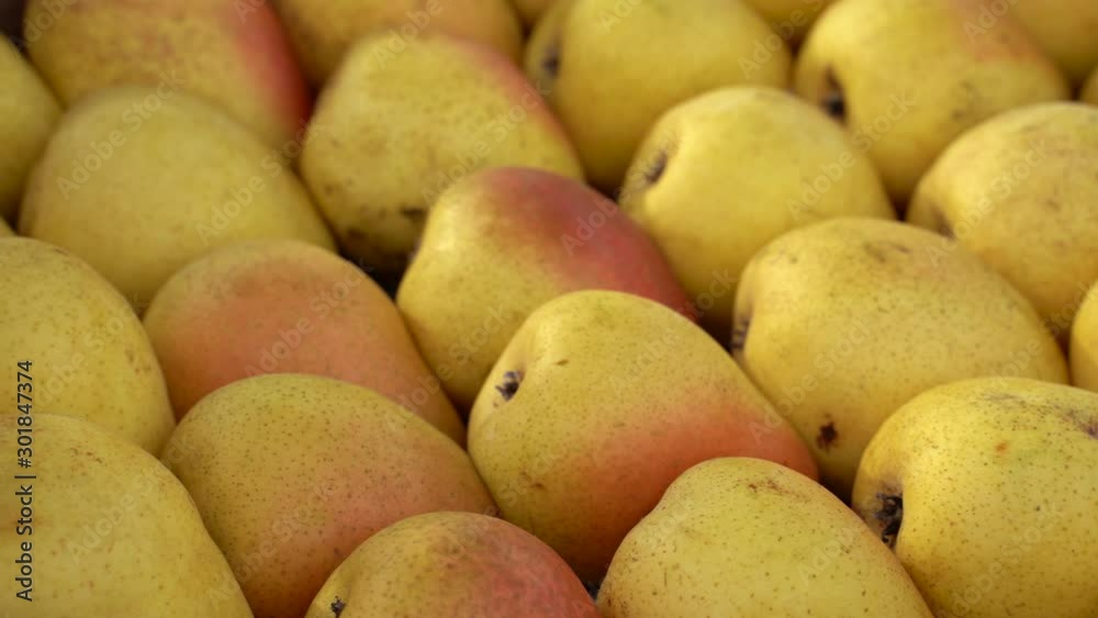 Fresh ripe organic pears as a background.Autumn harvest,fruits, vegan food or gardening concept with copy space.Top view. Fresh ripe organic pears as a background.Autumn harvest,fruits, vegan food or gardening concept with copy space.Top view.