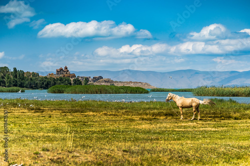 wild white horse with Hayravank monastery on the shores of lake Sevan in Armenia