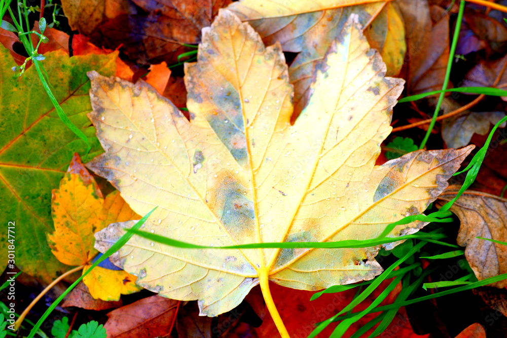 Obraz premium Ahornblatt