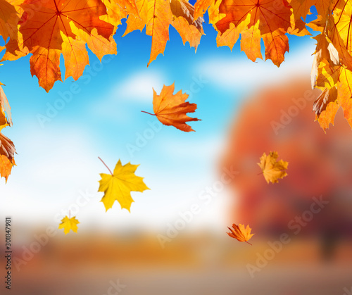 Falling maple leaves and blurred background with park against blue sky