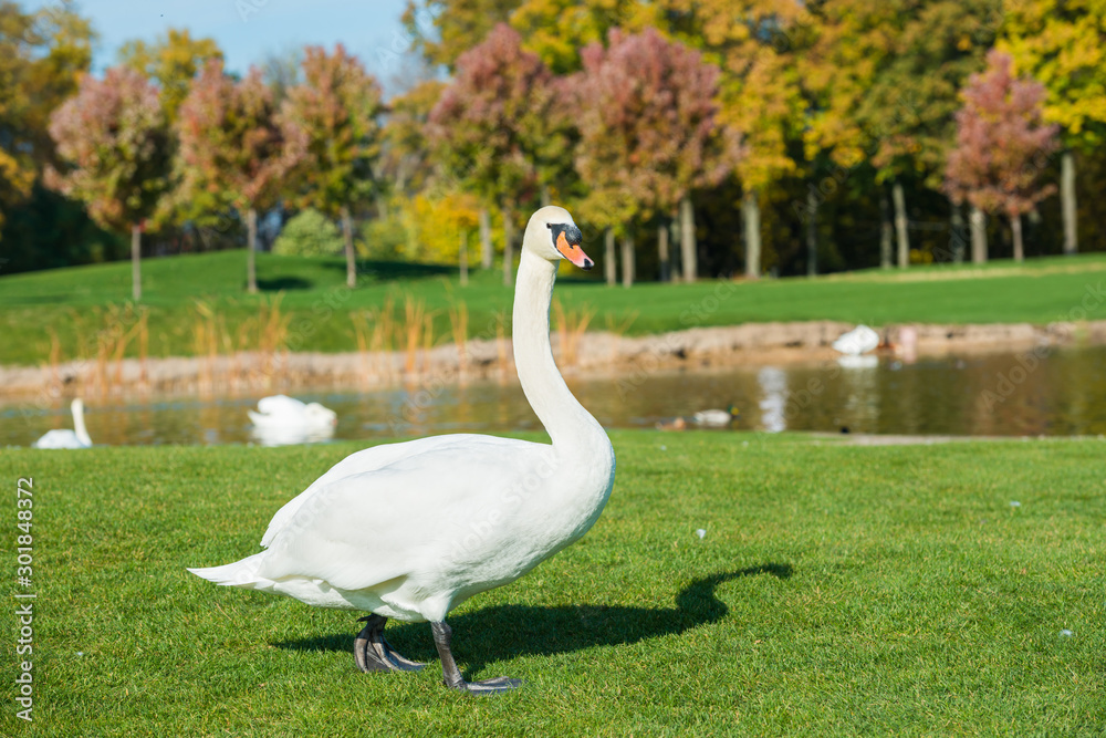 White swan walking on green grass near lake White swan walking on green grass near lake