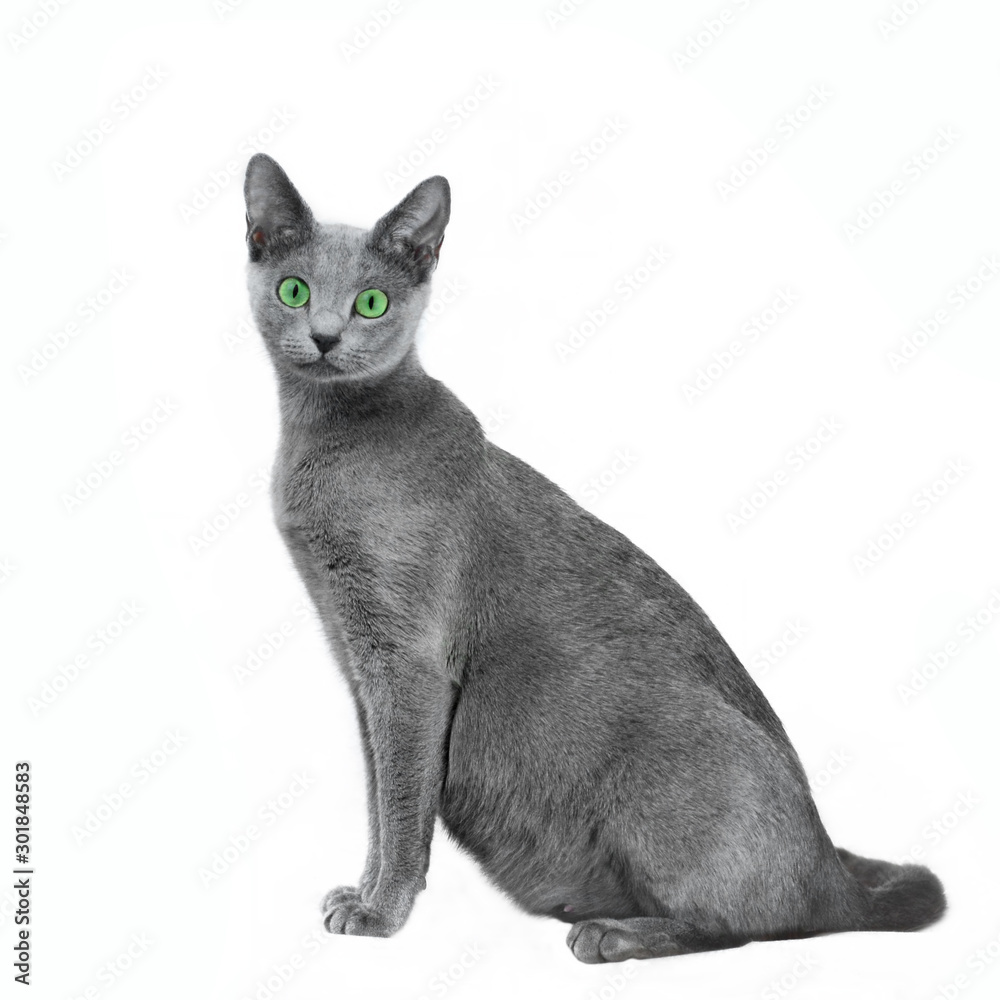 Looking pregnancy cat Russian blue breed last month. Mother gray cat with green, emerald eyes, sitting, isolated on white background.
