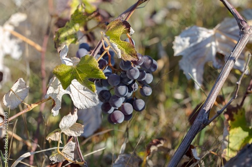 Hybrid of vitis labrusca and vinifera. photo