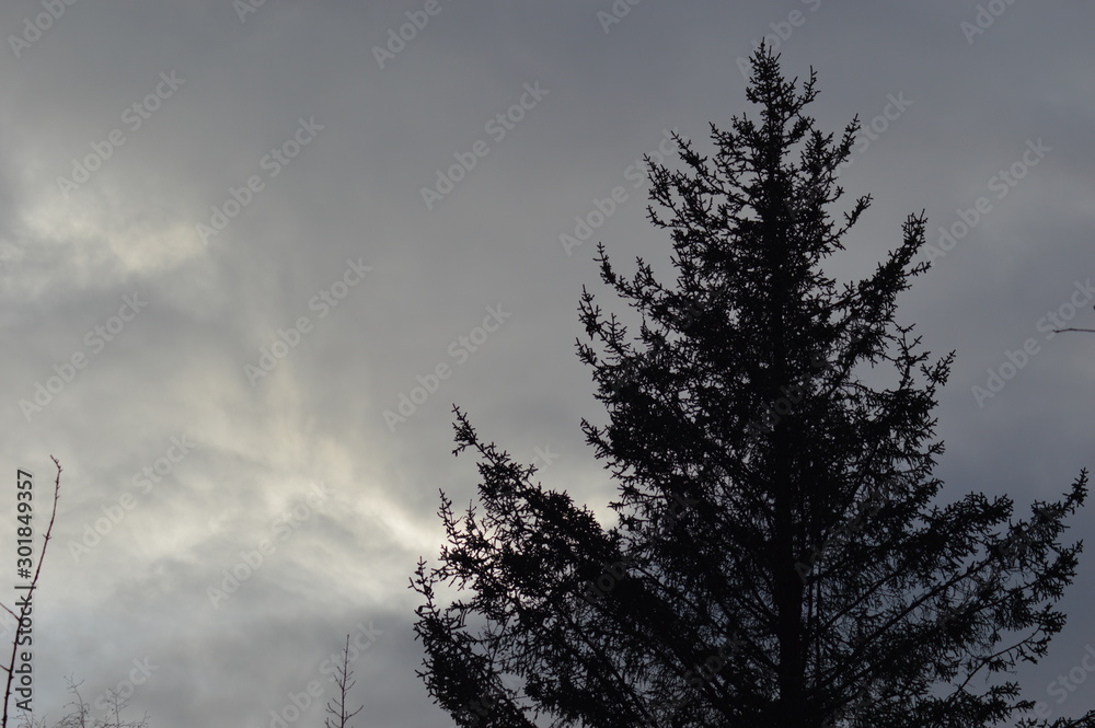 trees in winter trees in winter
