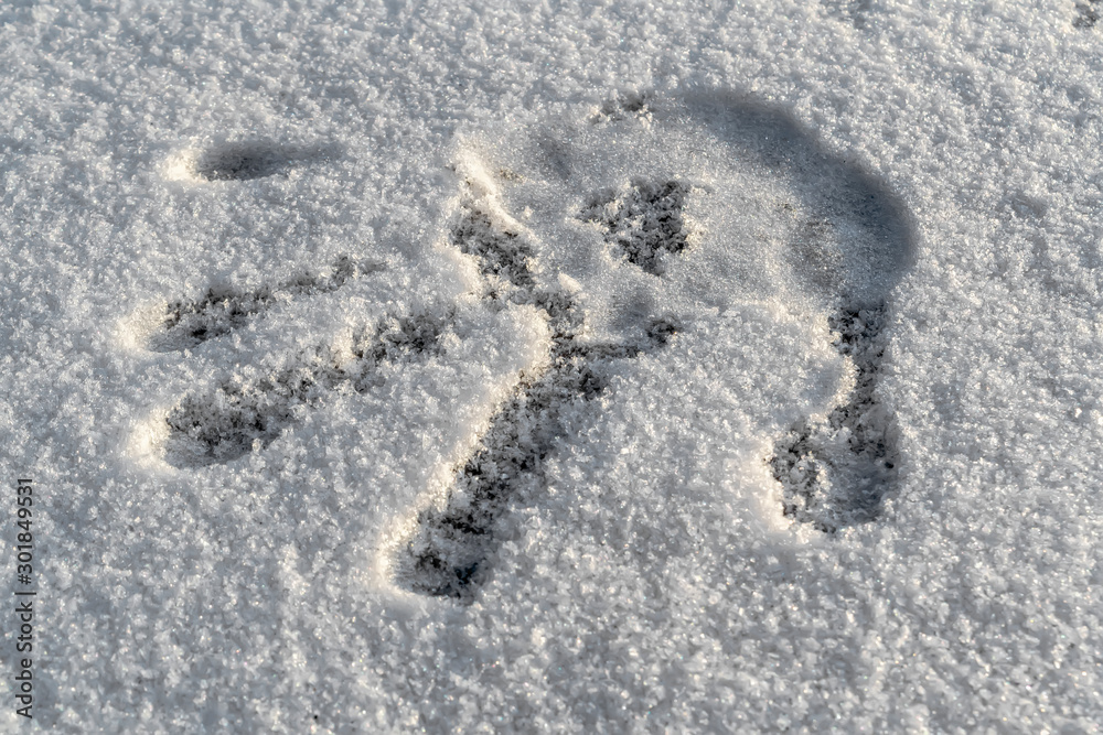 Obraz premium Handprint in the snow. Handprint on white with a blue hue of snow with a winter sunny day.