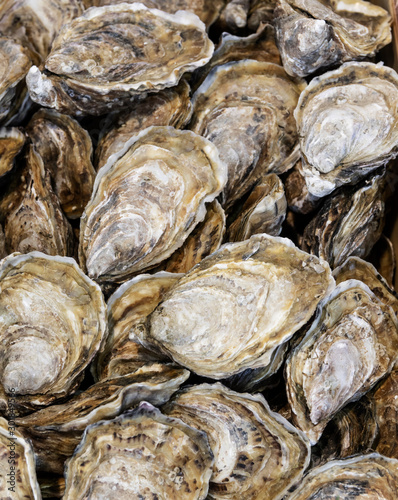 Close up on bunch of oysters