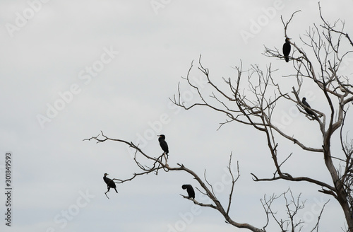 Several cormorants perched in a tree