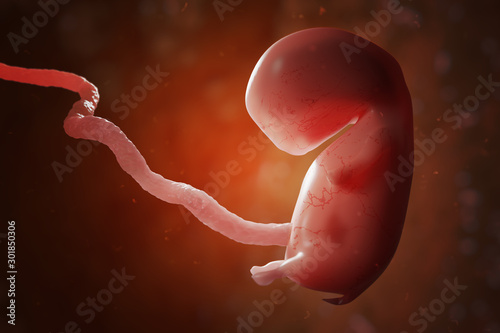 Human embryo or fetus with placenta. IVF and artificial insemina photo