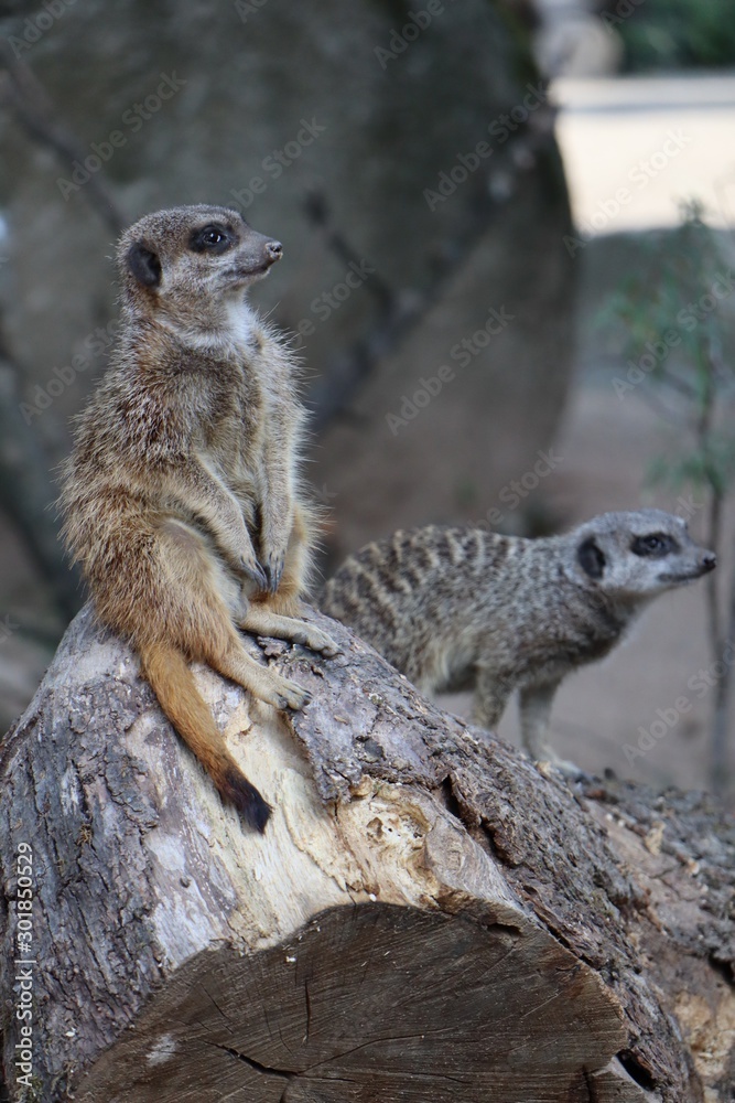 Fototapeta premium meerkat on guard