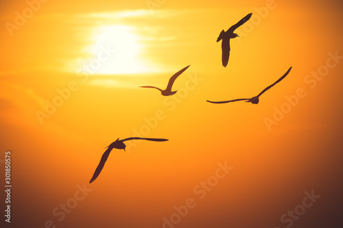 Flying seagulls over the sea