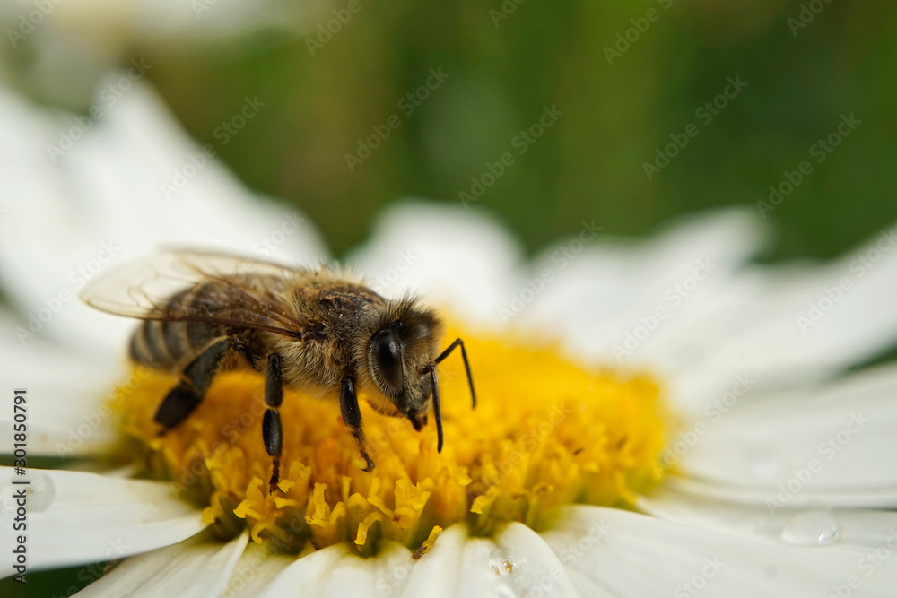 Biene beim Nektarsammeln auf einer Wiesen-Margerite Biene beim Nektarsammeln auf einer Wiesen-Margerite