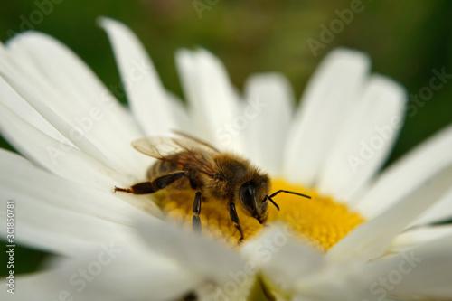 Biene beim Nektarsammeln auf einer Wiesen-Margerite