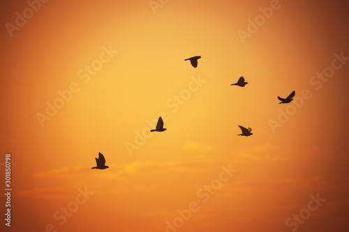 Flying seagulls over the sea