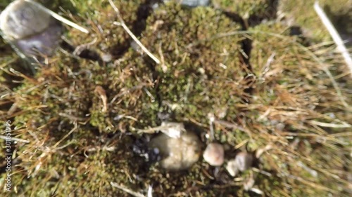 Wallpaper Mural Close up of moss and rocks on the ground with a macro lens. Torontodigital.ca