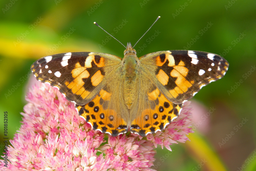 Fototapeta premium close up of a painted lady butterfly resting on a pink sedum flower
