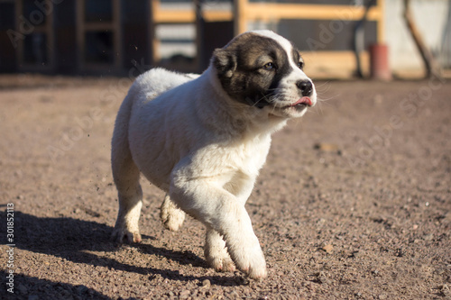 Alabai dog in the yard