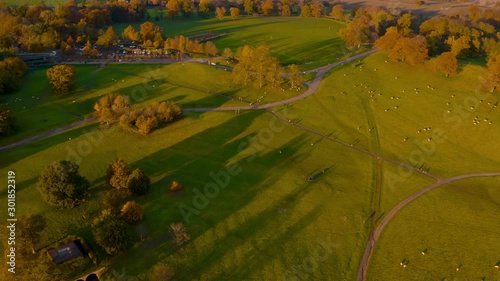 Sheep move along the English Rural countryside as a flock during sunset in Autumn / Fall in West Yorkshire. Aerial drone footage