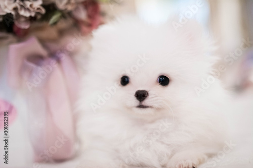 Pomnran spitz white puppy dog