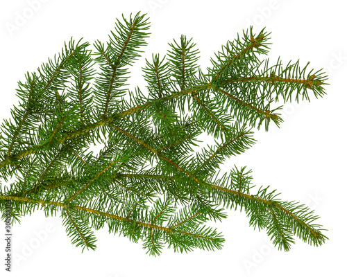 pine branch / pine-tree twig. Spruce . fir-tree. Decoration for new year and christmas, xmas festive and holidays. © 151115
