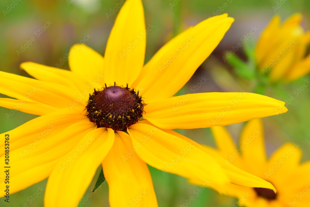 Black-eyed Susan (Rudbeckia fulgida) Black-eyed Susan (Rudbeckia fulgida)