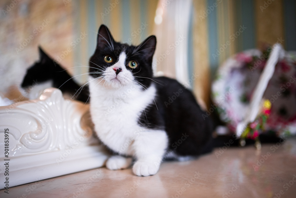 kitten scottish british cat burma munchkin animals kitten scottish british cat burma munchkin animals