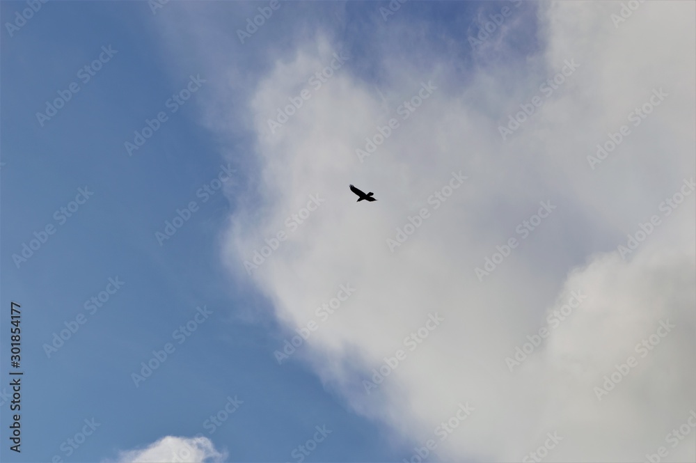 Bird flying in the sky