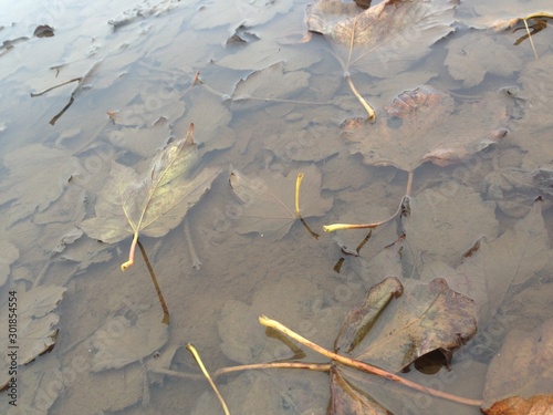 autumn leaves on water