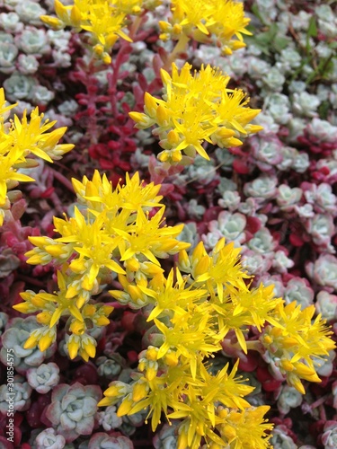 yellow flowers in the garden