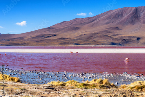 Laguna Colorada, Eduardo Avaroa National Reserve, Bolivia