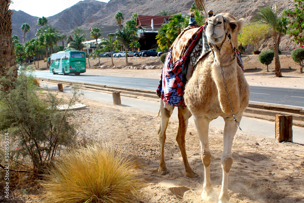 Camel or bus ?