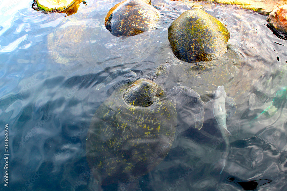 Turtles & fish