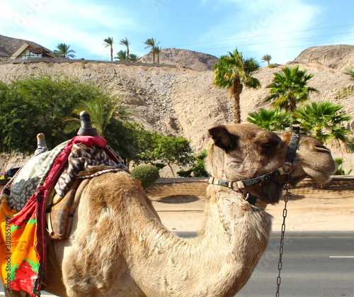 Fototapeta samoprzylepna Camel