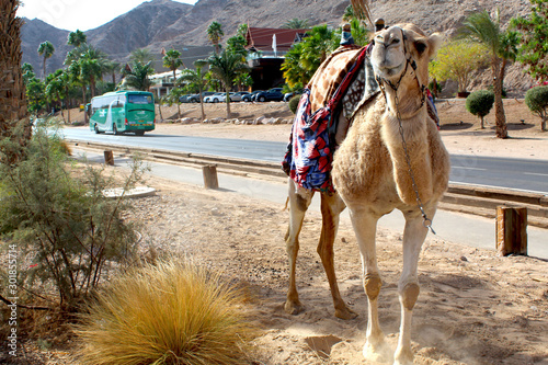 Obraz na płótnie Camel or bus ? w salonie