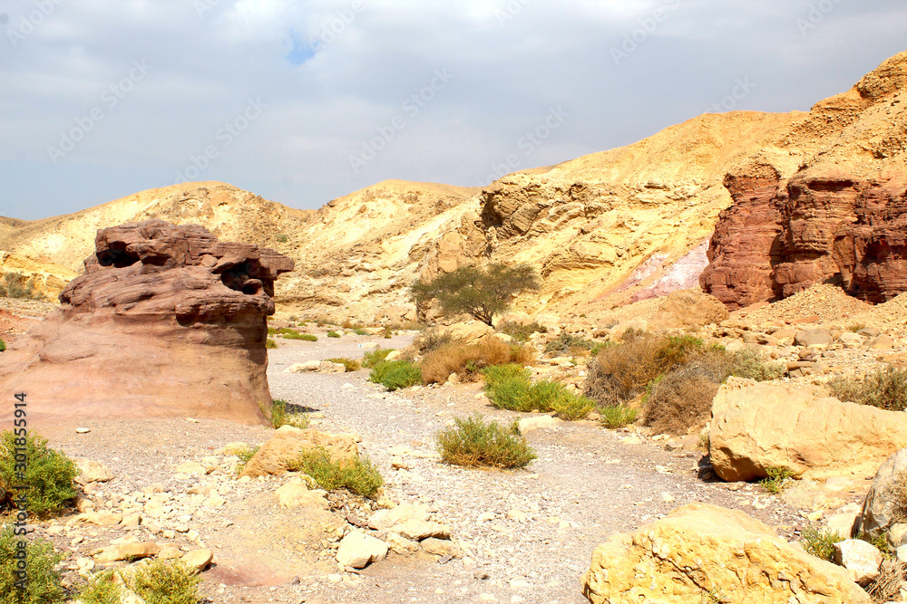 Green Desert