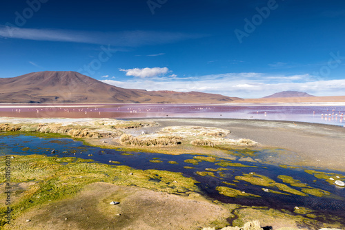 Laguna Colorada  Eduardo Avaroa National Reserve  Bolivia