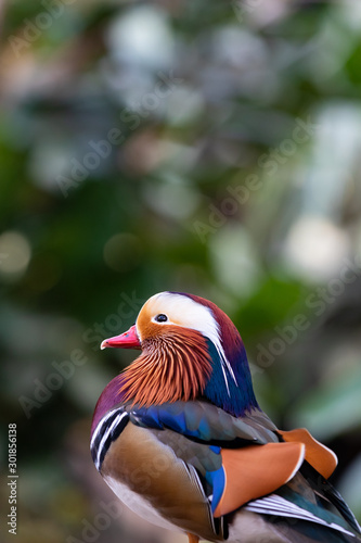 colorful and beautiful mandarian duck close up portrait orientation photo