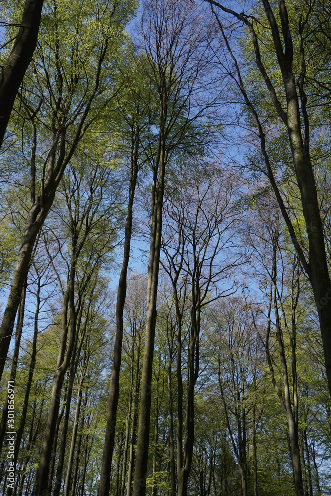 Obraz premium Wald im Frühling